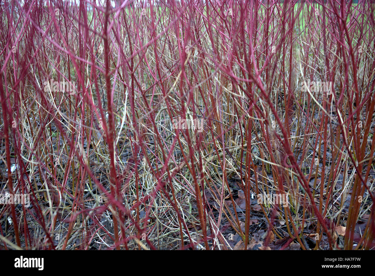Ramoscelli rami di alberi di foglie di sfondo modelli Foto Stock