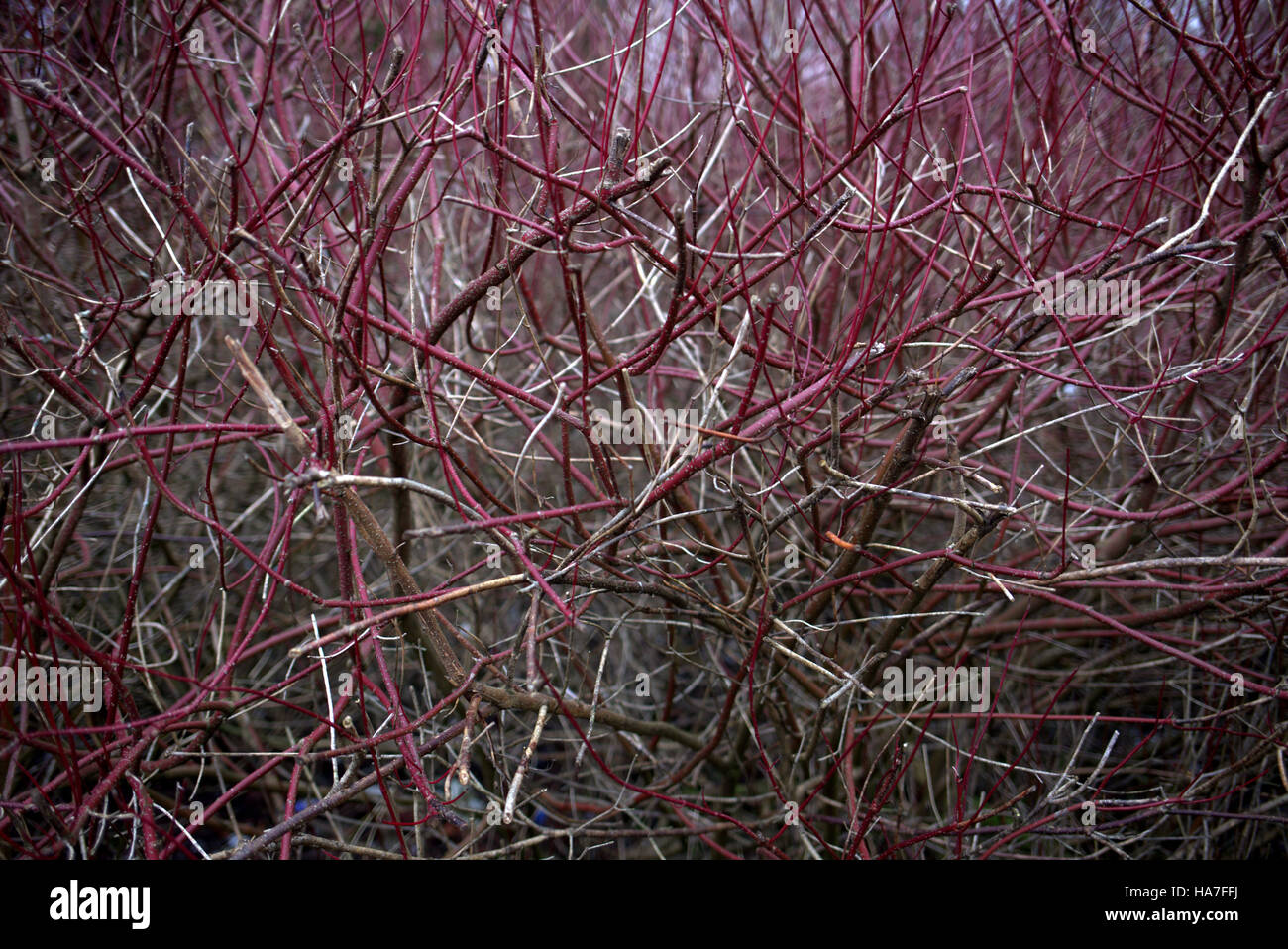 Ramoscelli rami di alberi di foglie di sfondo modelli Foto Stock