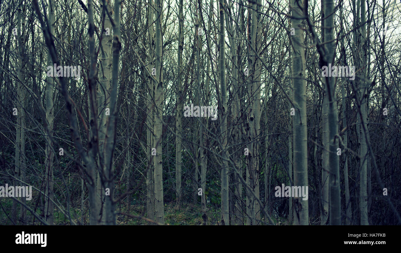 Abstract in bianco e nero e a colori bianco sagome di rami di alberi contro il cielo Foto Stock