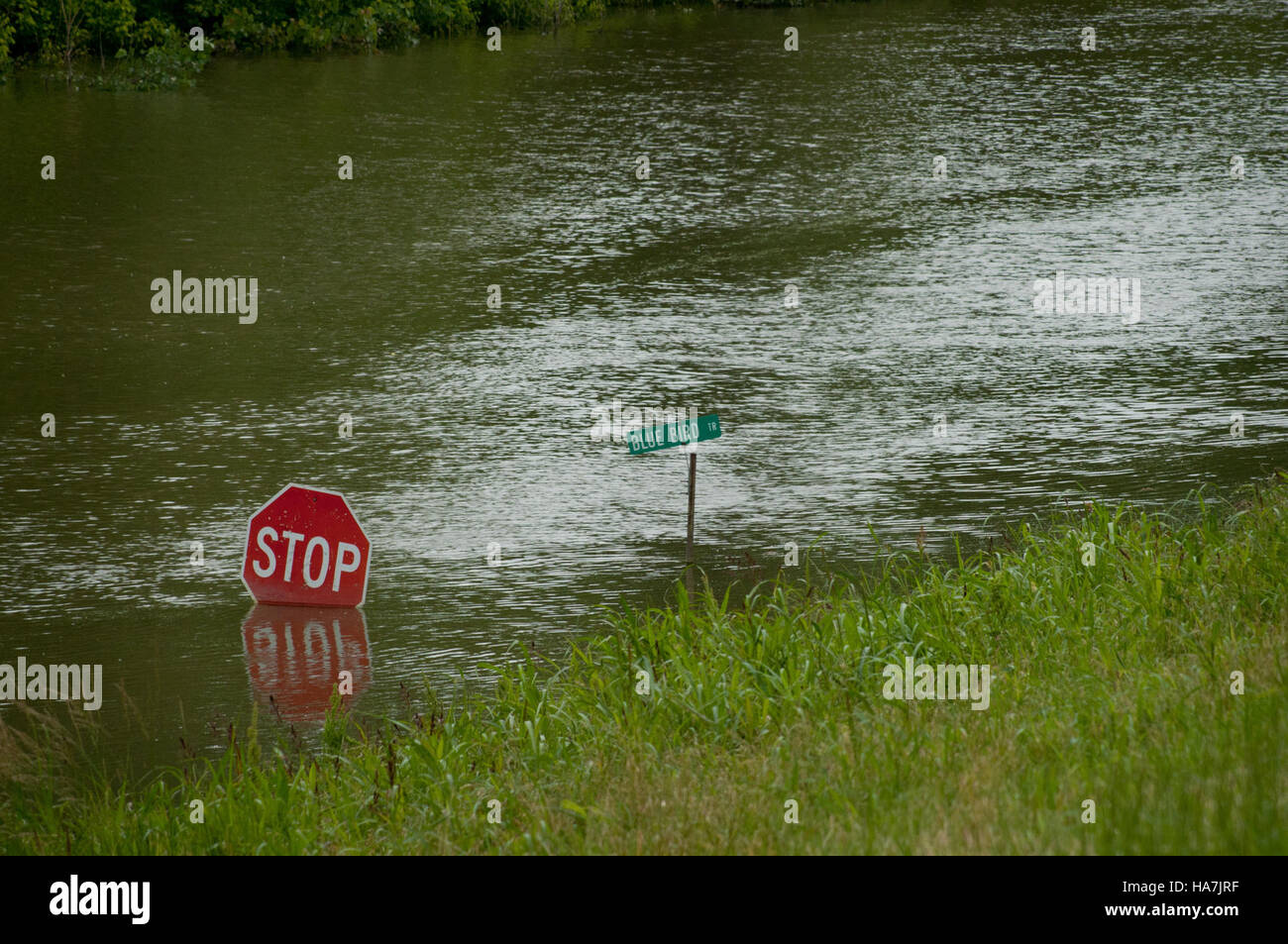 Il programma di sviluppo rurale dell’USDA sostiene pratiche agricole sostenibili presso la piantagione Tuckahoe in Virginia, concentrandosi sul bestiame allevato al pascolo, compresi bovini, polli e pecore. Il programma sottolinea la gestione delle inondazioni, i sistemi privi di gabbia e la sostenibilità ambientale nell'agricoltura. Foto Stock