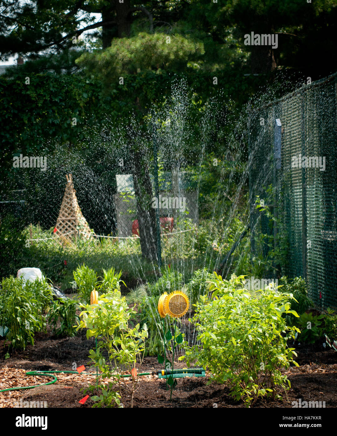 Jeff Schultz, un Master Gardener, guida un gruppo di studenti della Powell Elementary School di Washington, D.C., per piantare un giardino come parte dell'iniziativa People's Garden dell'USDA, promuovendo l'educazione ambientale e il coinvolgimento della comunità. Foto Stock Jeff Schultz, un Master Gardener, guida un gruppo di studenti della Powell Elementary School di Washington, D.C., per piantare un giardino come parte dell'iniziativa People's Garden dell'USDA, promuovendo l'educazione ambientale e il coinvolgimento della comunità. Foto Stock