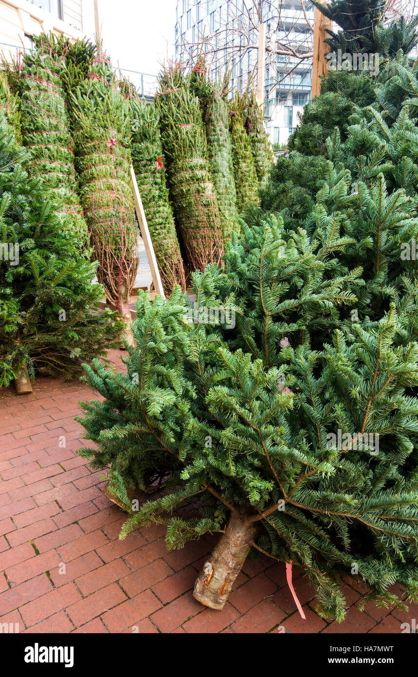 Fraser abeti per la vendita per il natale nella città di New York, Stati Uniti d'America Foto Stock