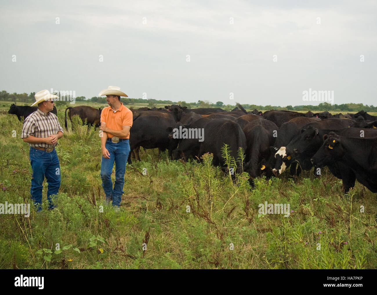 L'American Recovery and Reinvestment Act (ARRA) del 2009 ha contribuito a sostenere le operazioni di allevamento in Oklahoma, con finanziamenti dell'USDA Farm Service Agency (FSA). Questa iniziativa mirava a fornire sostegno economico agli agricoltori e agli allevatori e a sostenere la ripresa agricola nello Stato. Foto Stock