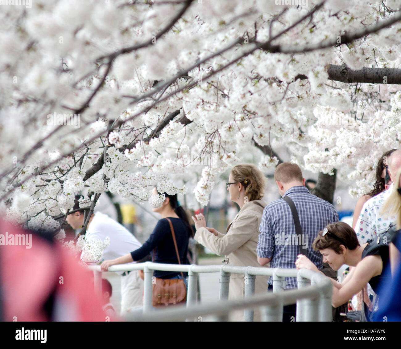 Le nuvole di ciliegio in fiore presso il bacino delle maree di Washington, D.C., attirano turisti e gente del posto durante la fioritura di picco dei famosi ciliegi in fiore ogni primavera. Foto Stock
