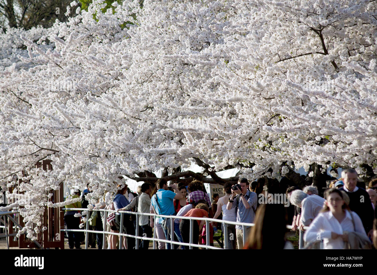 I fiori di ciliegio fioriscono a Washington, D.C., creando un'incredibile esposizione di nuvole di petali lungo il bacino delle maree. Questo evento annuale mette in risalto sia la bellezza naturale che il significato culturale, attirando visitatori da tutto il mondo a testimoniare lo spettacolo. Foto Stock