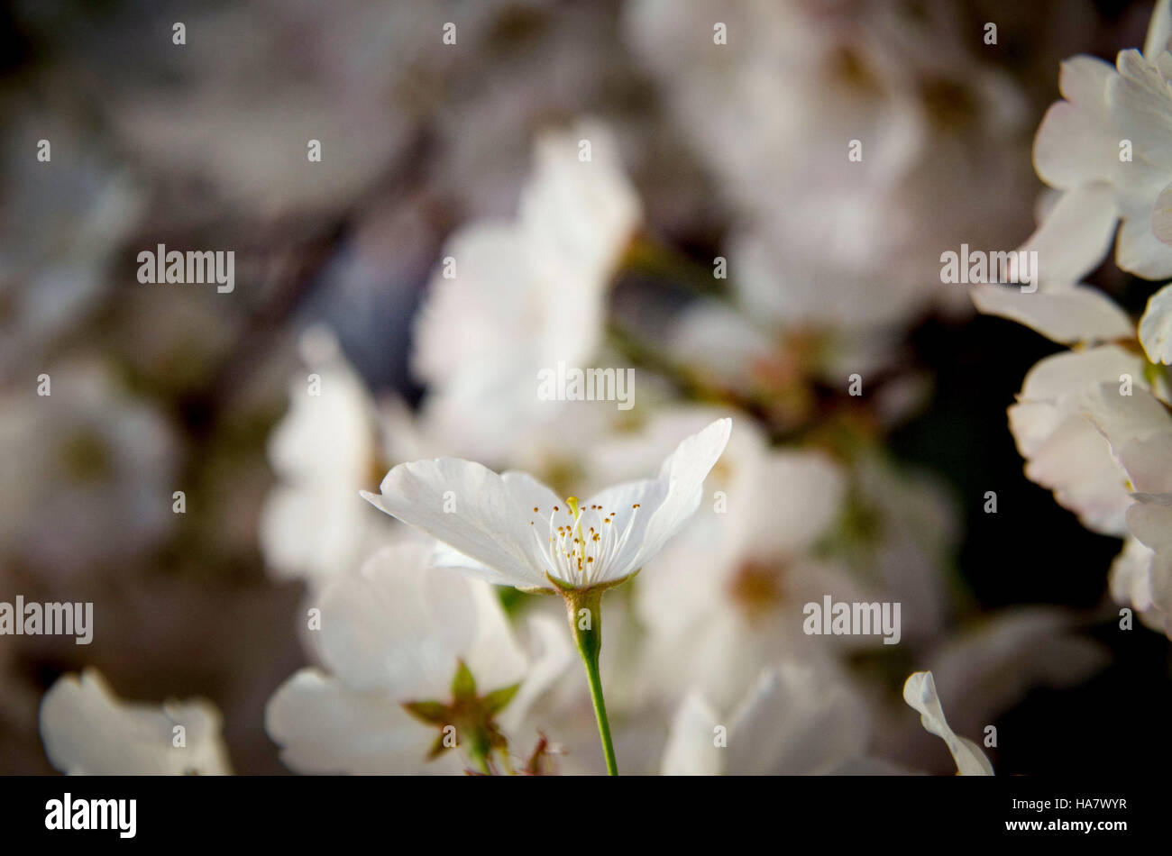 Una vista dei fiori di ciliegio che fioriscono presso il Tidal Basin di Washington, D.C., catturando l'iconica esposizione primaverile e il significato culturale ed ecologico della zona. Foto Stock