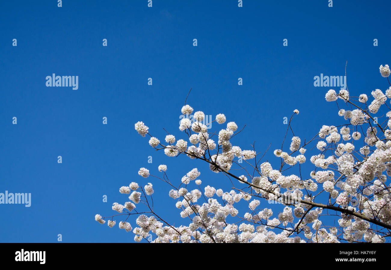 Le nuvole di ciliegio in fiore presso il bacino delle maree di Washington, D.C., raffigurano la bellezza della primavera mentre i fiori di ciliegio fioriscono intorno all'acqua. La vista sottolinea la trasformazione stagionale e il significato di preservare questi monumenti nazionali. Foto Stock
