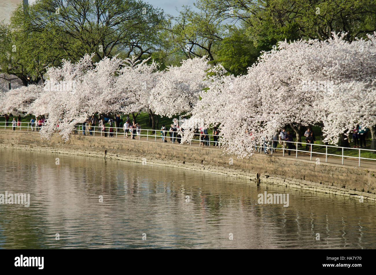 Gli alberi di ciliegio in fiore presso il bacino di marea di Washington D.C. fioriscono ogni anno, attirando visitatori da tutto il mondo. L'evento mette in mostra la bellezza degli alberi e del paesaggio circostante, con vedute panoramiche e una celebrazione culturale della primavera. Foto Stock