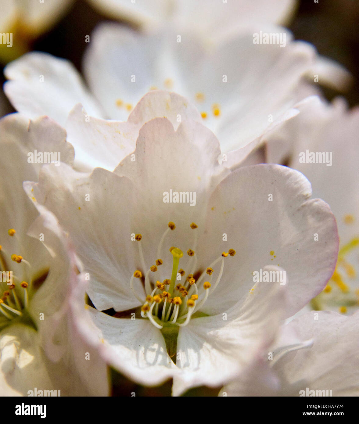 I ciliegi in fiore presso il Tidal Basin di Washington, D.C., sono un famoso punto di riferimento naturale e culturale. Questo evento annuale è una parte importante sia per la conservazione della natura che per l'impegno del pubblico, che mette in mostra l'intersezione tra ecologia e patrimonio culturale, evidenziando al contempo la consapevolezza ambientale e l'impegno politico nelle attività del parco nazionale. Foto Stock