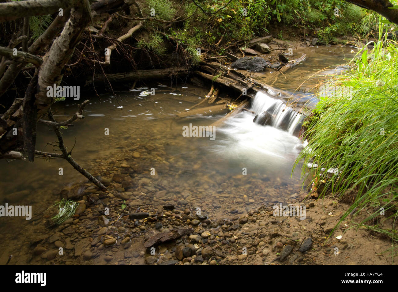 Il progetto AOP dell'USDA si concentra sulla salute e la gestione delle foreste nella White River National Forest del Colorado, affrontando le caratteristiche di forzatura del legno e le pratiche forestali sostenibili per proteggere le risorse naturali. Foto Stock
