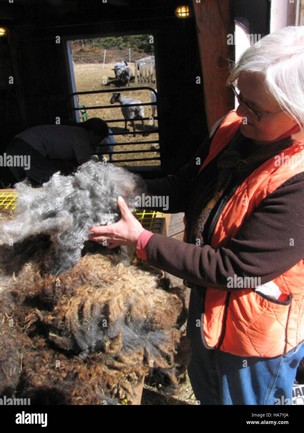 Il progetto Shearing-Time Web si concentra sulle pratiche agricole relative alla tosatura del bestiame. Offre agli agricoltori e agli allevatori una risorsa per migliorare le loro pratiche, garantendo operazioni più sostenibili ed efficienti nell'industria zootecnica. Foto Stock