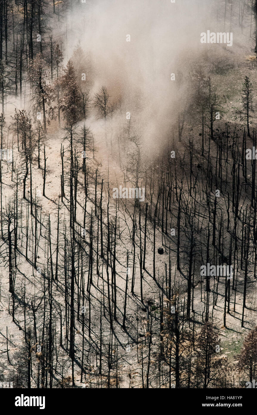 Le operazioni aeree dell'USDA in Colorado si concentrano sulla mitigazione di problemi ambientali come il pennello per la morte di coleotteri, l'accumulo di ceneri e il deflusso. Questi sforzi mirano a ripristinare le risorse naturali nel Poudre Canyon, nella Roosevelt National Forest e nelle aree circostanti. Foto Stock