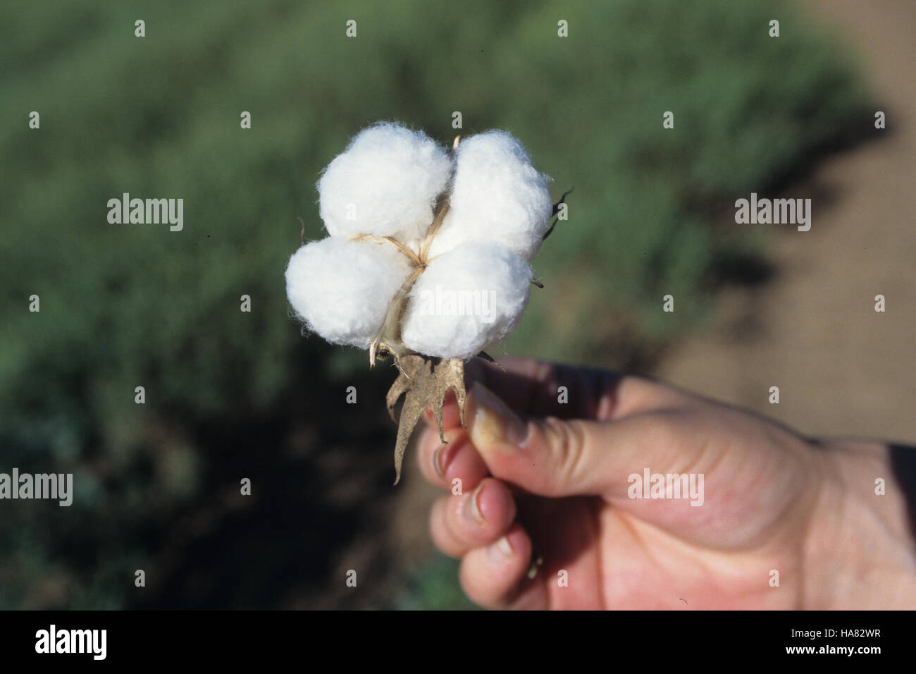 Una foto commemorativa del 150° anniversario del cotone in agricoltura, che riflette il suo ruolo nella storia agricola degli Stati Uniti e il sostegno dell'USDA ai coltivatori di cotone. Foto Stock