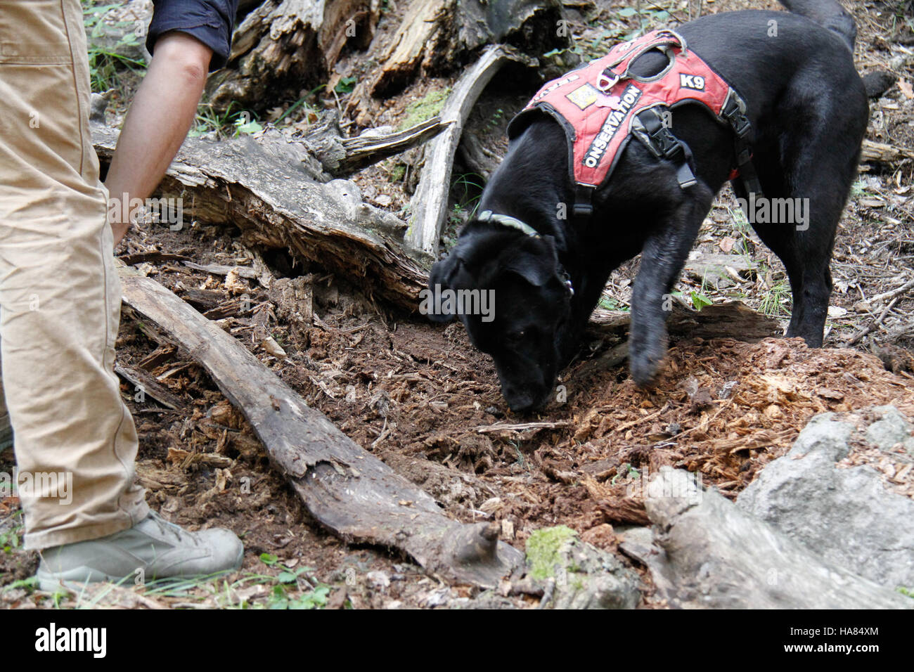 Mark L. Watson del New Mexico Department of Game and Fish discute del credito Sampson, un programma volto a sostenere la gestione della fauna selvatica. Il dipartimento lavora sulla conservazione della fauna selvatica e sulla sostenibilità del parco. Foto Stock