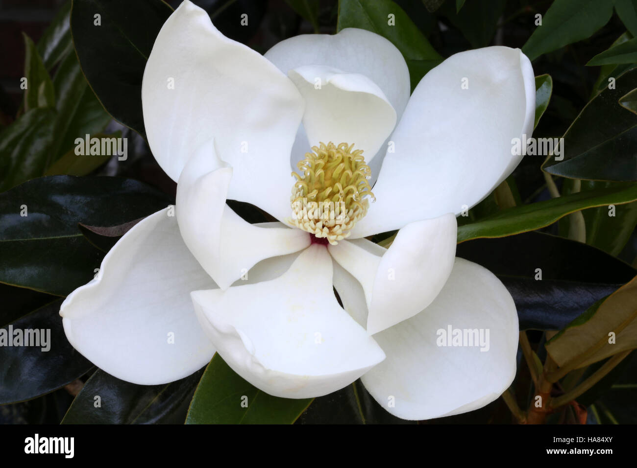 Bianco fiore di magnolia close up, Carolina del Sud Foto Stock