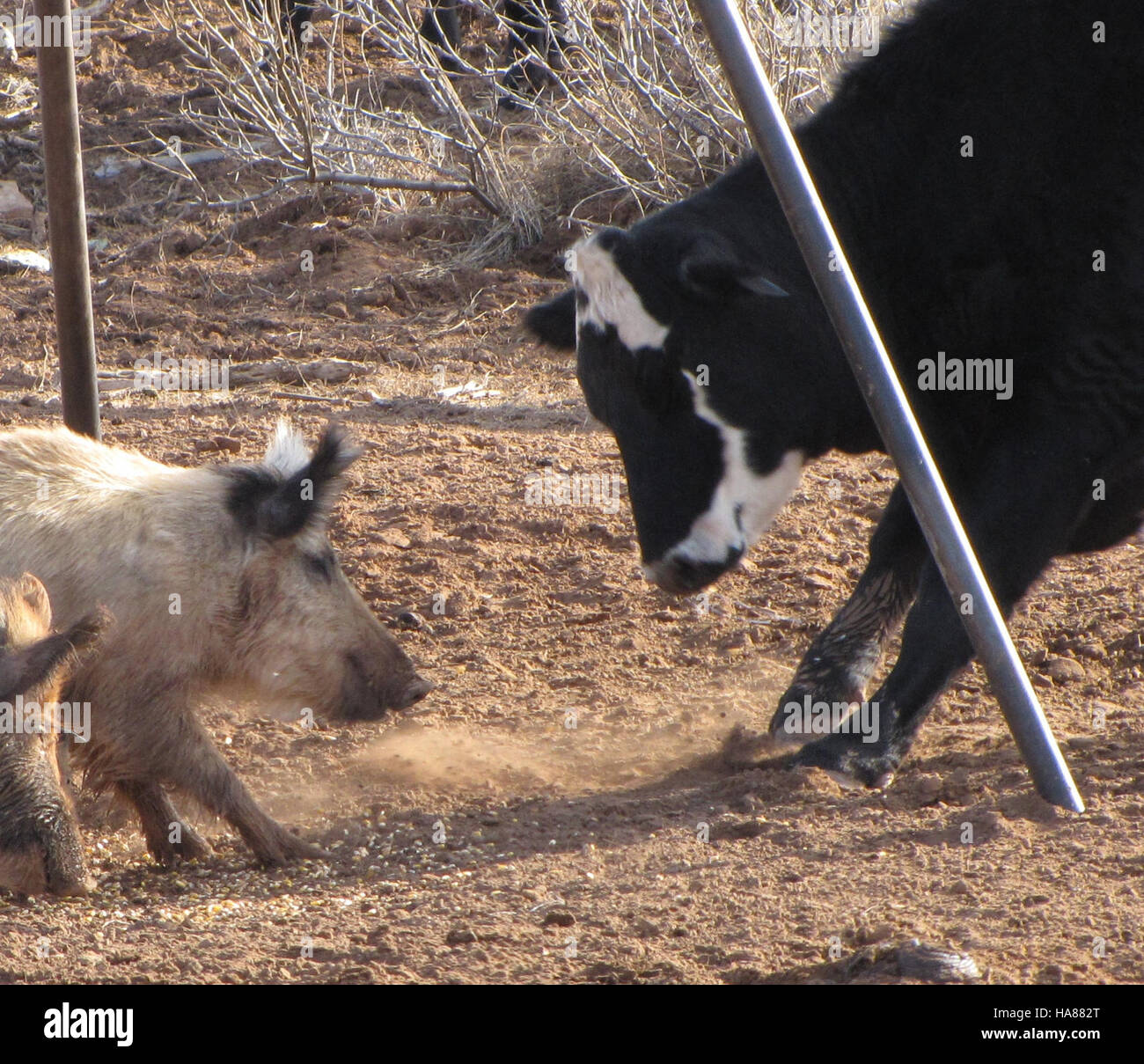 APHIS, parte dell'USDA, è dedicato alla salvaguardia dell'agricoltura e delle risorse naturali degli Stati Uniti attraverso programmi di ispezione, regolamentazione e controllo delle malattie. I loro sforzi contribuiscono alla protezione dei parchi nazionali e della fauna selvatica, garantendo la salute ambientale e la sicurezza alimentare. Foto Stock