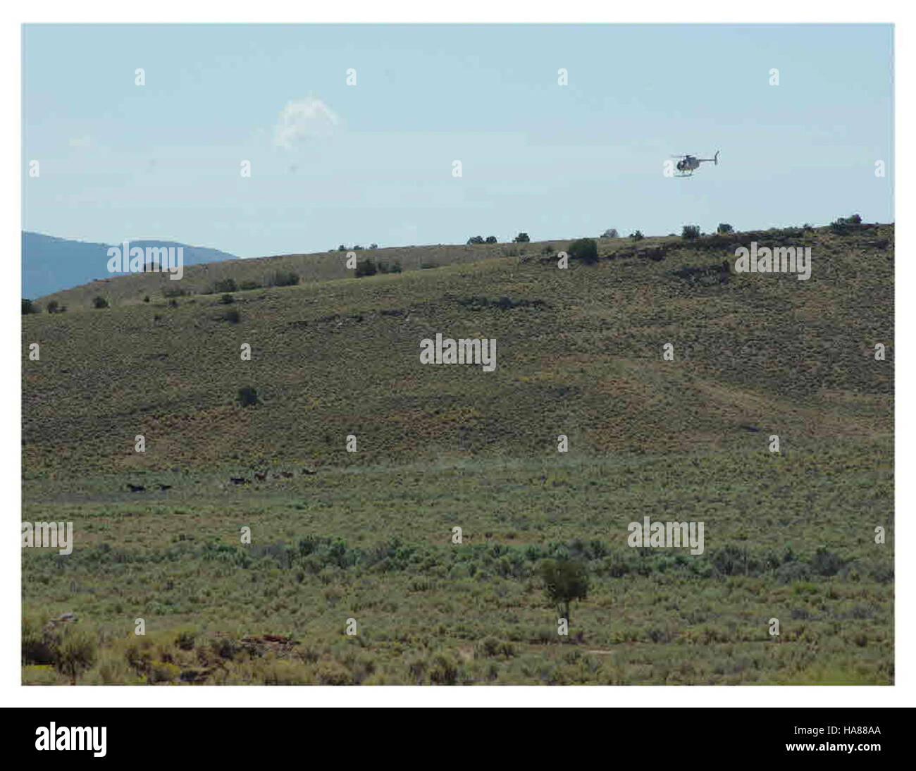 BLM Nevada gestisce le popolazioni di cavalli selvatici su terreni pubblici, bilanciando gli sforzi di conservazione con la conservazione degli habitat naturali e le pratiche di utilizzo sostenibile del suolo. Foto Stock