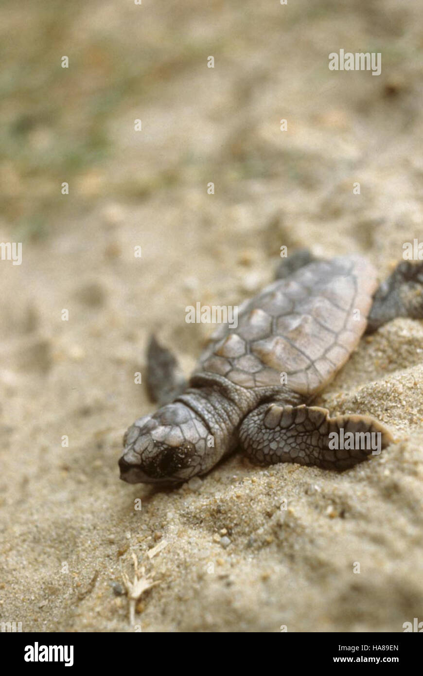 Una tartaruga marina minacciata emerge dal suo nido e si dirige verso l'oceano, un momento chiave del ciclo di vita della specie e un importante centro di conservazione per gli ecosistemi costieri. Foto Stock