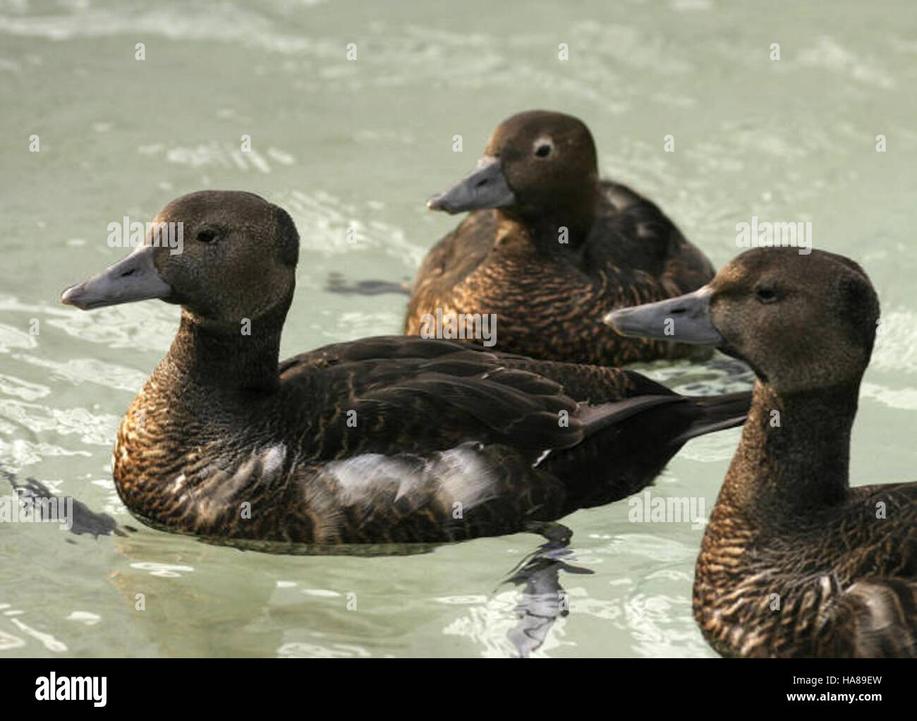 L'eider di Steller è una specie di anatra marina minacciata, trovata nelle acque dell'Alaska. Questi uccelli sono monitorati per la conservazione in strutture come l'Alaska SeaLife Center di Seward. La specie è a rischio a causa della perdita dell'habitat, dei cambiamenti climatici e di altre pressioni ambientali. Gli sforzi di conservazione sono cruciali per preservare le loro popolazioni e garantire la loro sopravvivenza in natura. Foto Stock