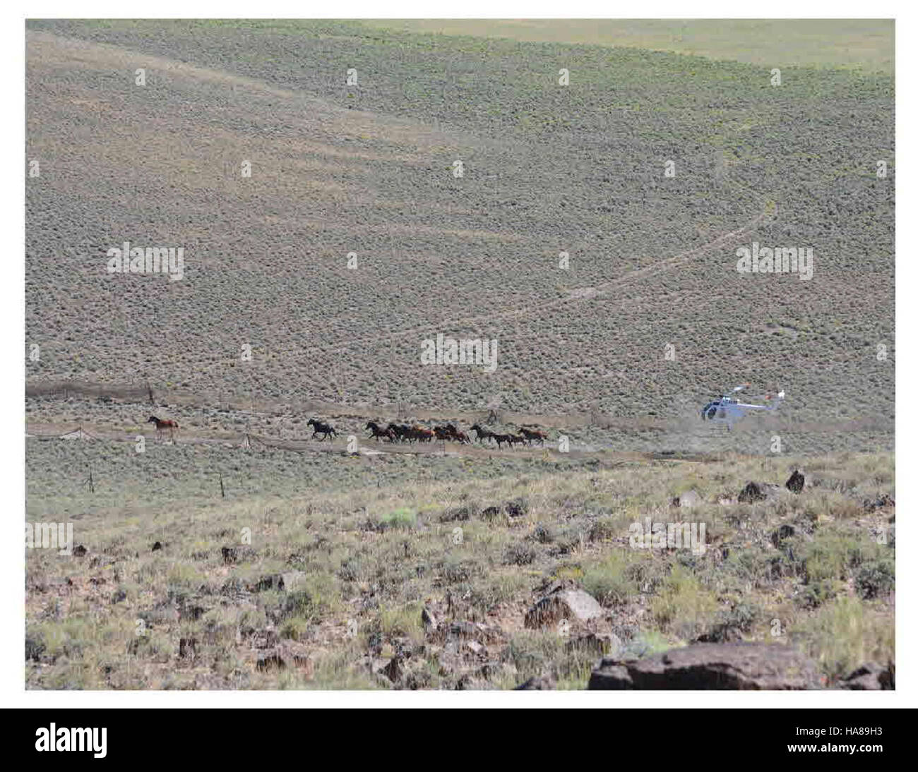 Il Bureau of Land Management in Nevada ha celebrato un evento speciale il 4 agosto in un parco nazionale, incentrato sulla conservazione pubblica del territorio e sulla gestione ambientale. Foto Stock