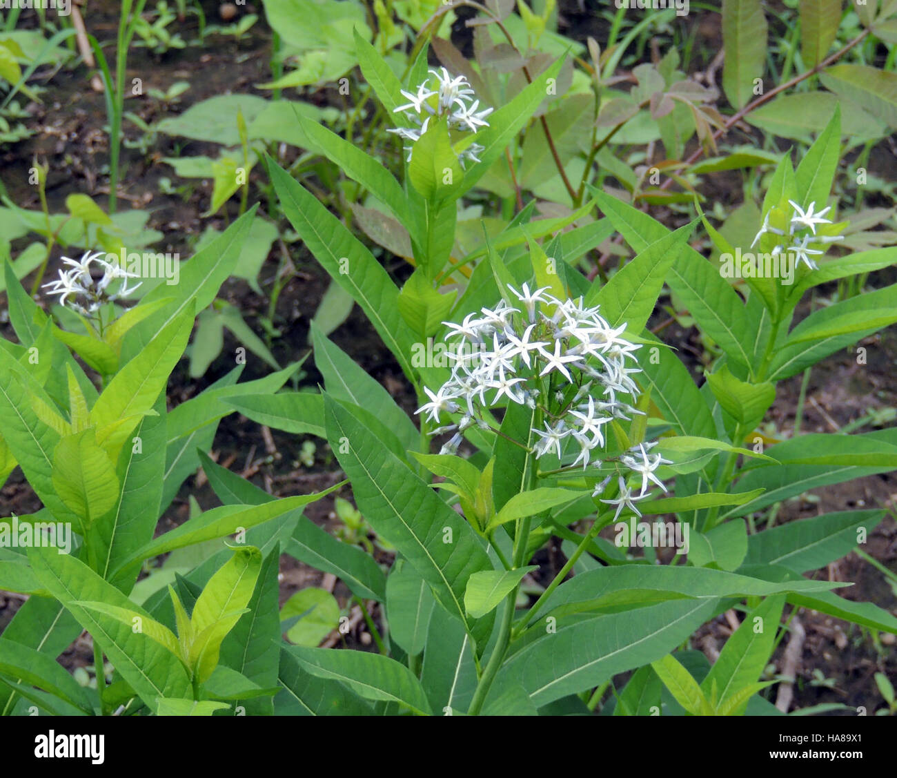 Il programma Blue Star onora le famiglie militari offrendo libero accesso ai parchi nazionali. Questa iniziativa sostiene i parchi nazionali e promuove i collegamenti tra veterani, famiglie militari e ambiente naturale, promuovendo l'istruzione e la conservazione. Foto Stock