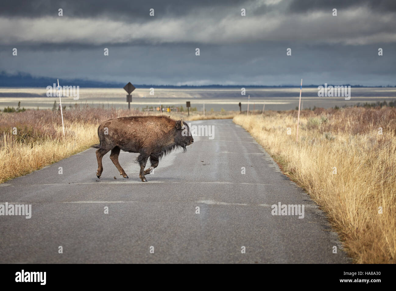 I giovani i bisonti americani (Bison bison) in esecuzione su strada nel Parco Nazionale di Grand Teton, Wyoming negli Stati Uniti. Foto Stock