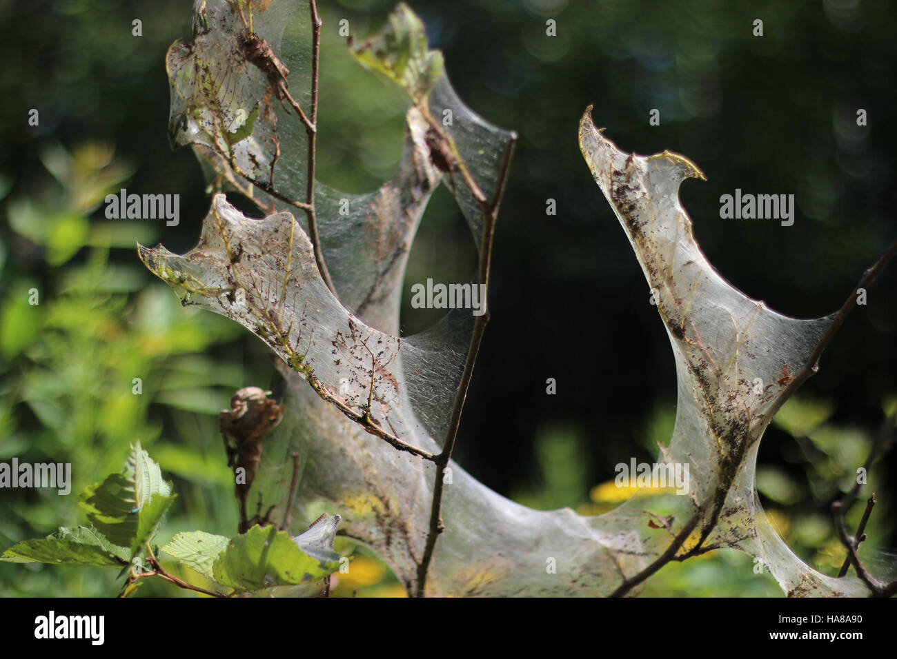 In un parco nazionale si osservano ragnatele filate per vermi autunnali, evidenziando il ruolo delle specie nell'ecosistema e i processi naturali che si verificano nelle aree boschive durante l'autunno. Foto Stock
