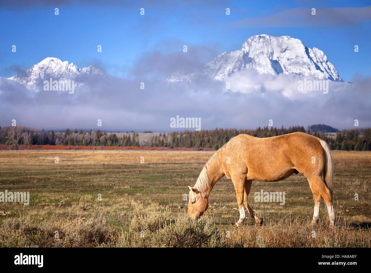 Cavallo al pascolo nel Parco Nazionale di Grand Teton, Wyoming negli Stati Uniti. Foto Stock
