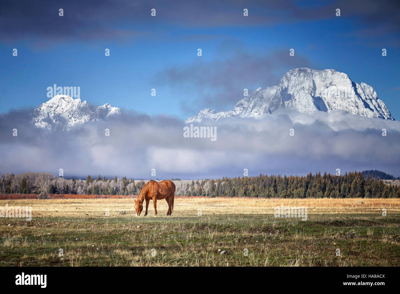 Cavallo al pascolo nel Parco Nazionale di Grand Teton, Wyoming negli Stati Uniti. Foto Stock