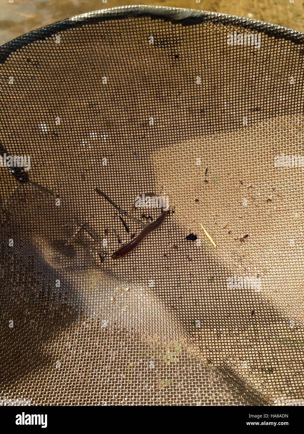 L'indagine sull'elettropesca a Pendills Creek nel Michigan aiuta a valutare le popolazioni ittiche e gli ecosistemi acquatici. Questo metodo fornisce dati preziosi per la gestione della fauna selvatica e gli sforzi di conservazione nel parco nazionale, contribuendo alla conservazione delle specie e degli habitat locali. Foto Stock