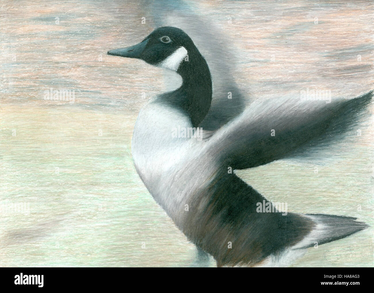 Una foto di un'oca canadese scattata nel 2014, parte di un'iniziativa di conservazione per monitorare le popolazioni di uccelli. L'oca rappresenta il successo dei programmi di protezione della fauna selvatica volti a preservare le specie di uccelli migratori in tutti gli Stati Uniti. Foto Stock