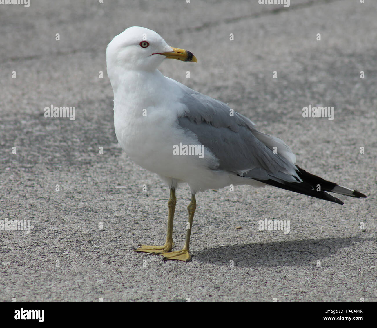 Un gabbiano con anello, fotografato da Adam Novey, ha vinto nella categoria giovani del concorso fotografico National Wildlife Refuge 2014. L'immagine è stata scattata al Seney National Wildlife Refuge, mettendo in evidenza le diverse specie di uccelli presenti nei parchi nazionali e nei rifugi faunistici. Foto Stock