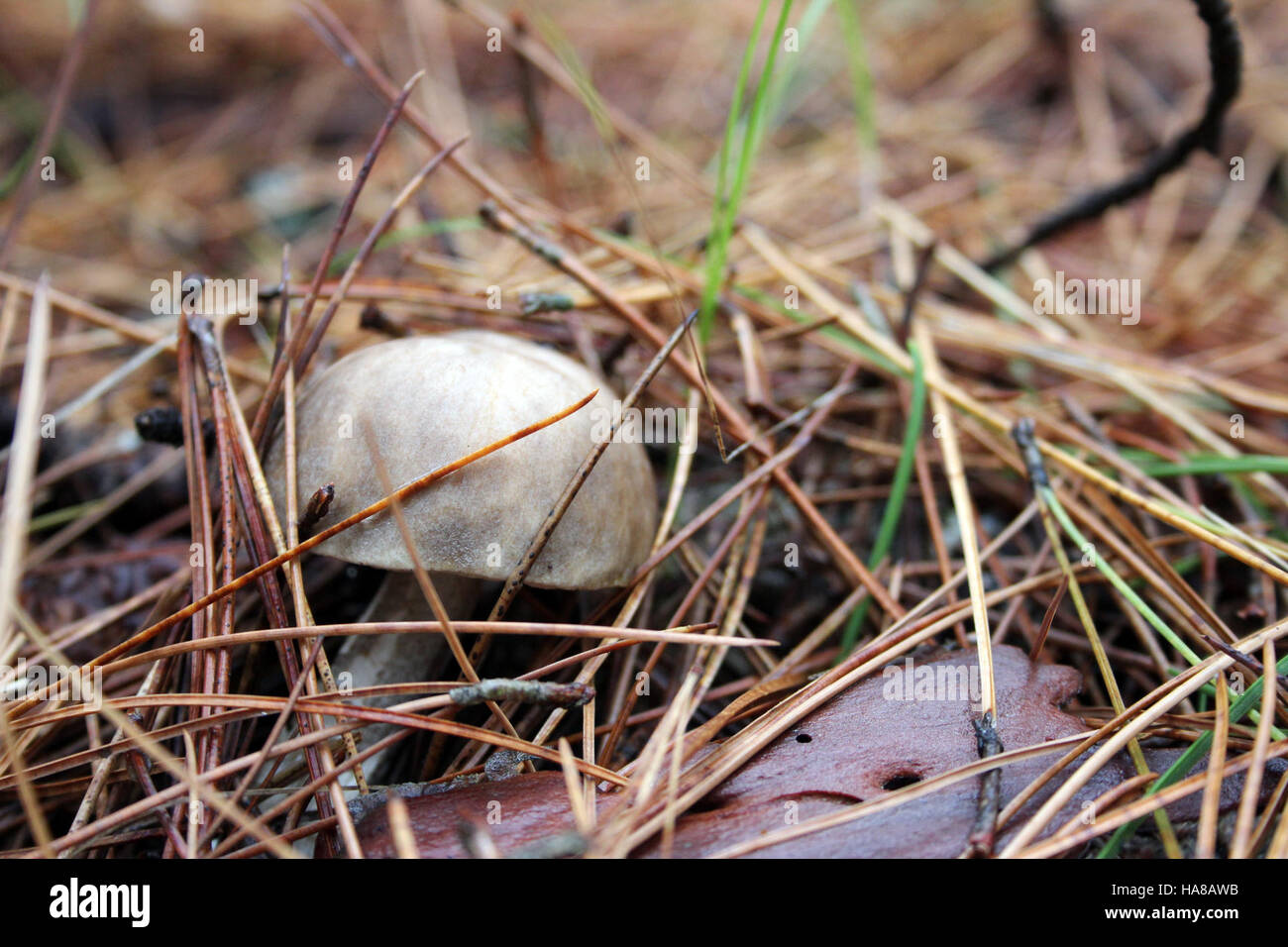 Nel Midwest, i funghi autunnali sono una parte importante dell'ecosistema stagionale, contribuendo alla salute del suolo e al ciclismo nutriente all'interno dei parchi nazionali e delle riserve naturali. Foto Stock