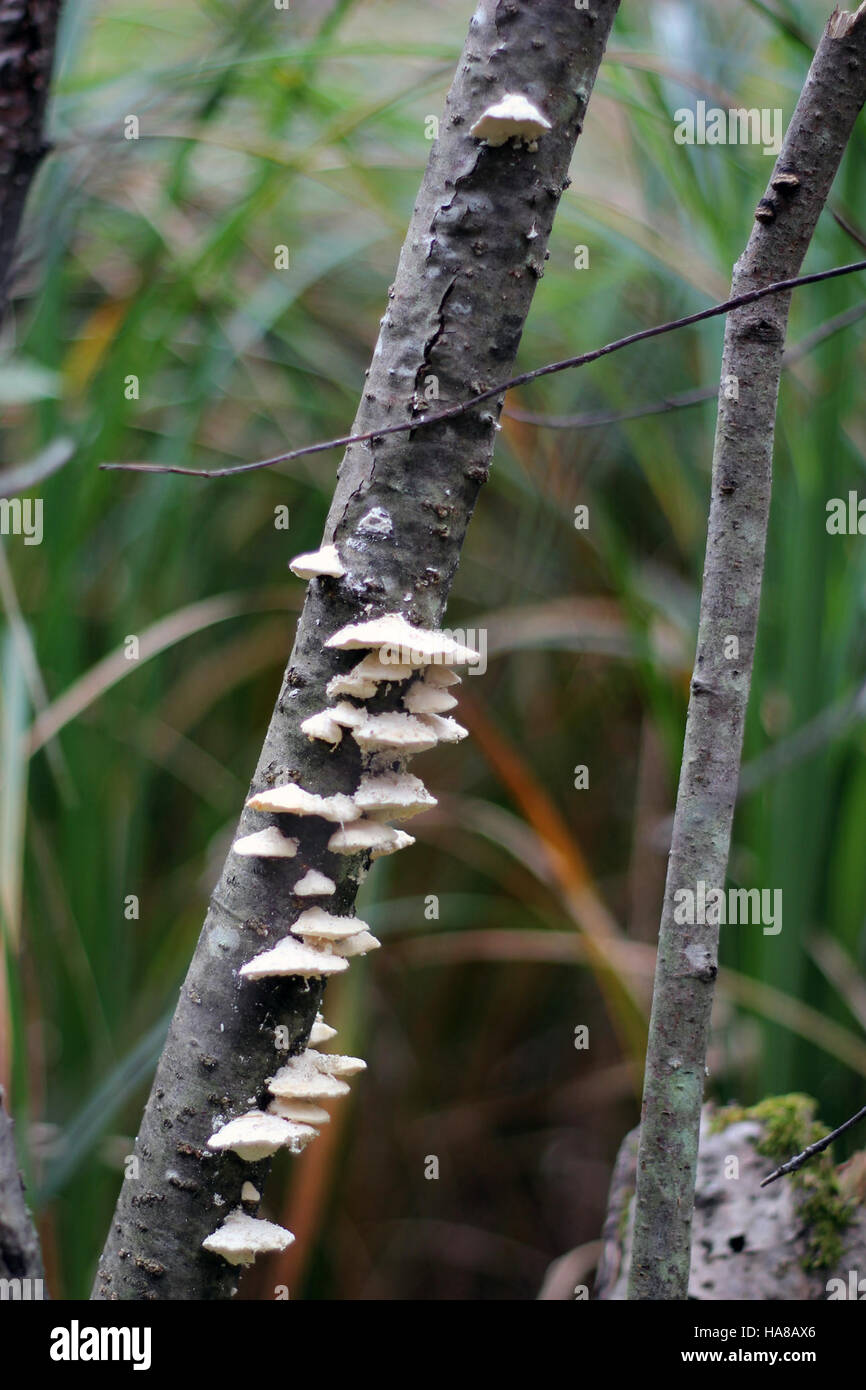 I funghi autunnali si trovano nei parchi nazionali degli Stati Uniti, giocando un ruolo vitale negli ecosistemi decomponendo materiale organico. Questi funghi contribuiscono al ciclo nutrizionale e sostengono la crescita delle piante, sottolineando l'importanza dei funghi nel mantenimento della salute ecologica durante la stagione autunnale. Foto Stock