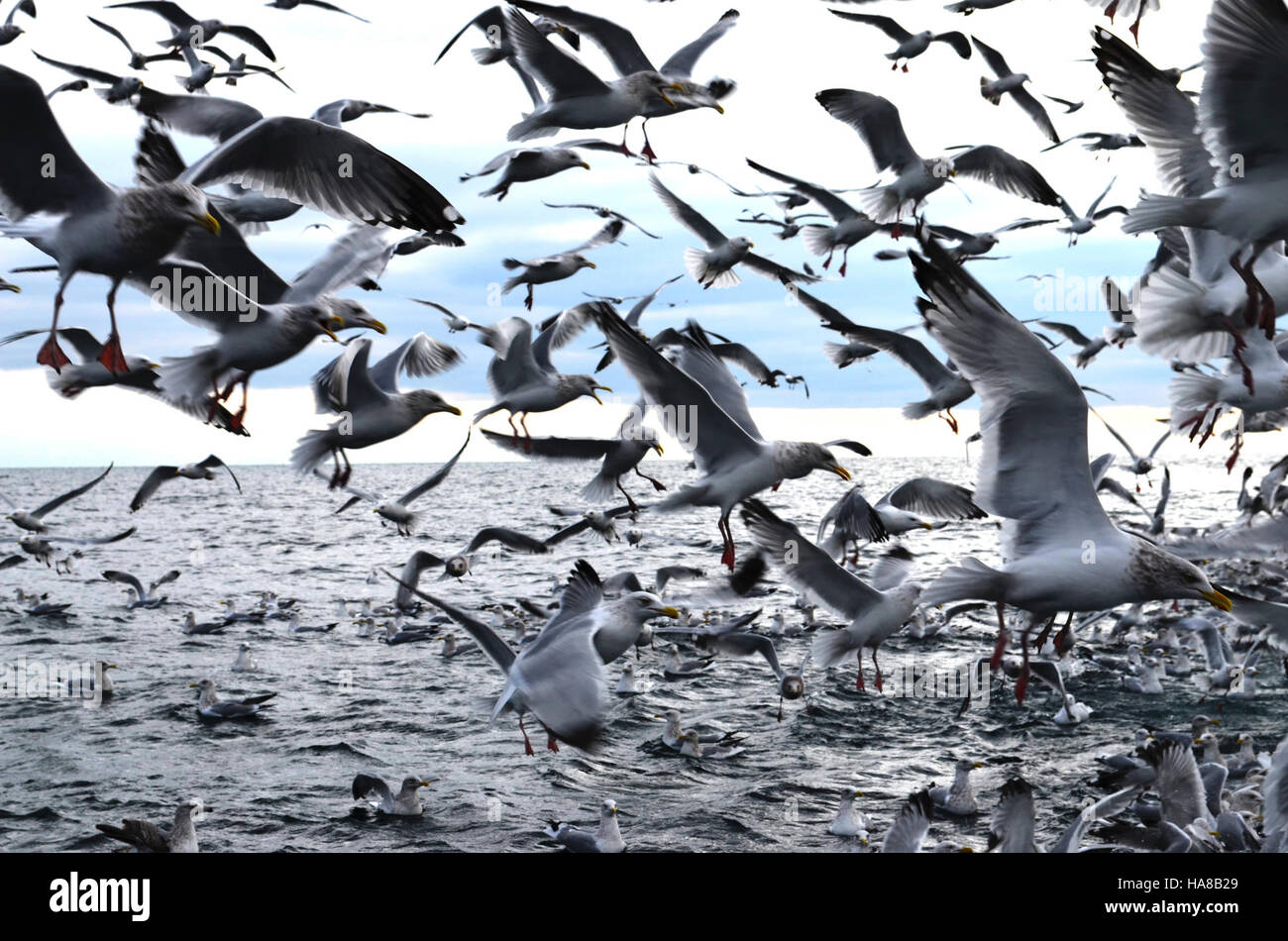I gabbiani sono uno spettacolo comune nei parchi nazionali di tutti gli Stati Uniti, giocando un ruolo significativo negli ecosistemi locali e contribuendo alla biodiversità degli ambienti costieri e interni. Foto Stock