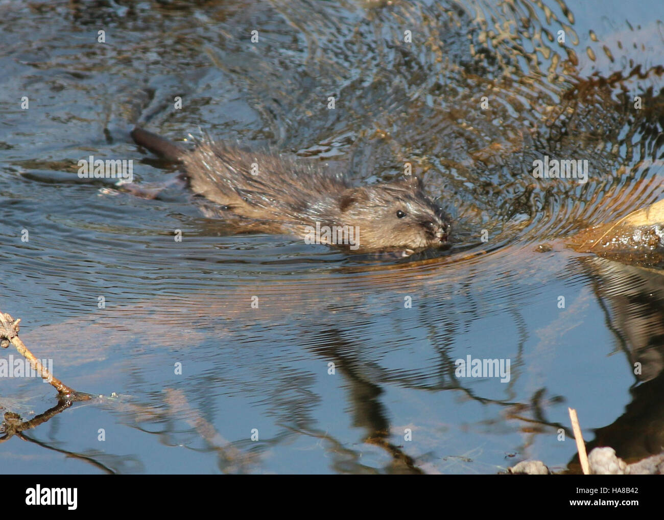 15868460975 usfwsmidwest Baby Muskrat Foto Stock