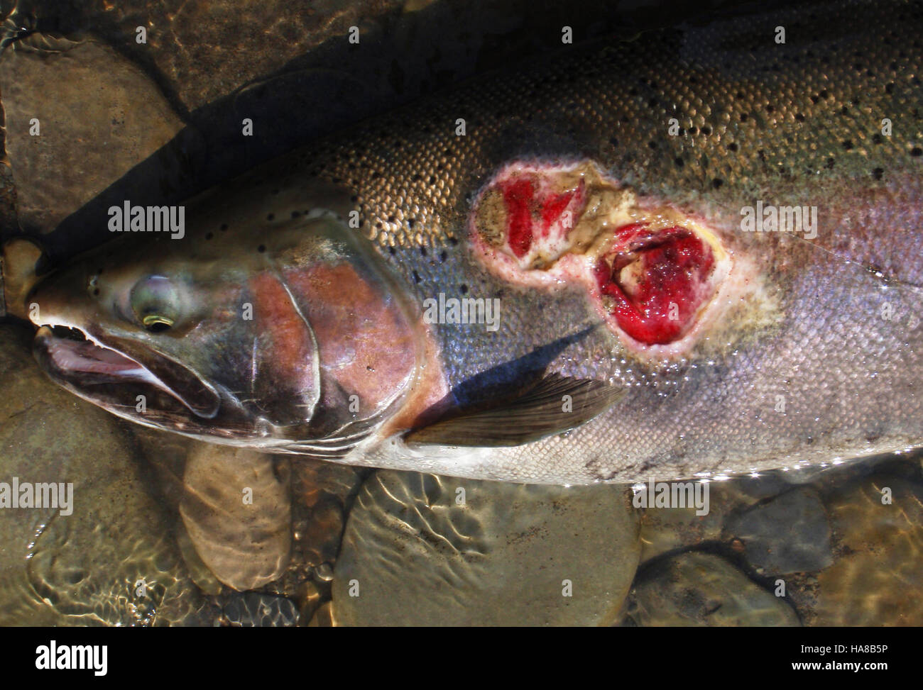 Una ferita di lampreda marina su una trota trota trota trota Steelhead trovata a New York mette in evidenza gli sforzi in corso per monitorare e controllare le specie invasive nei parchi nazionali e nelle aree protette. Foto Stock