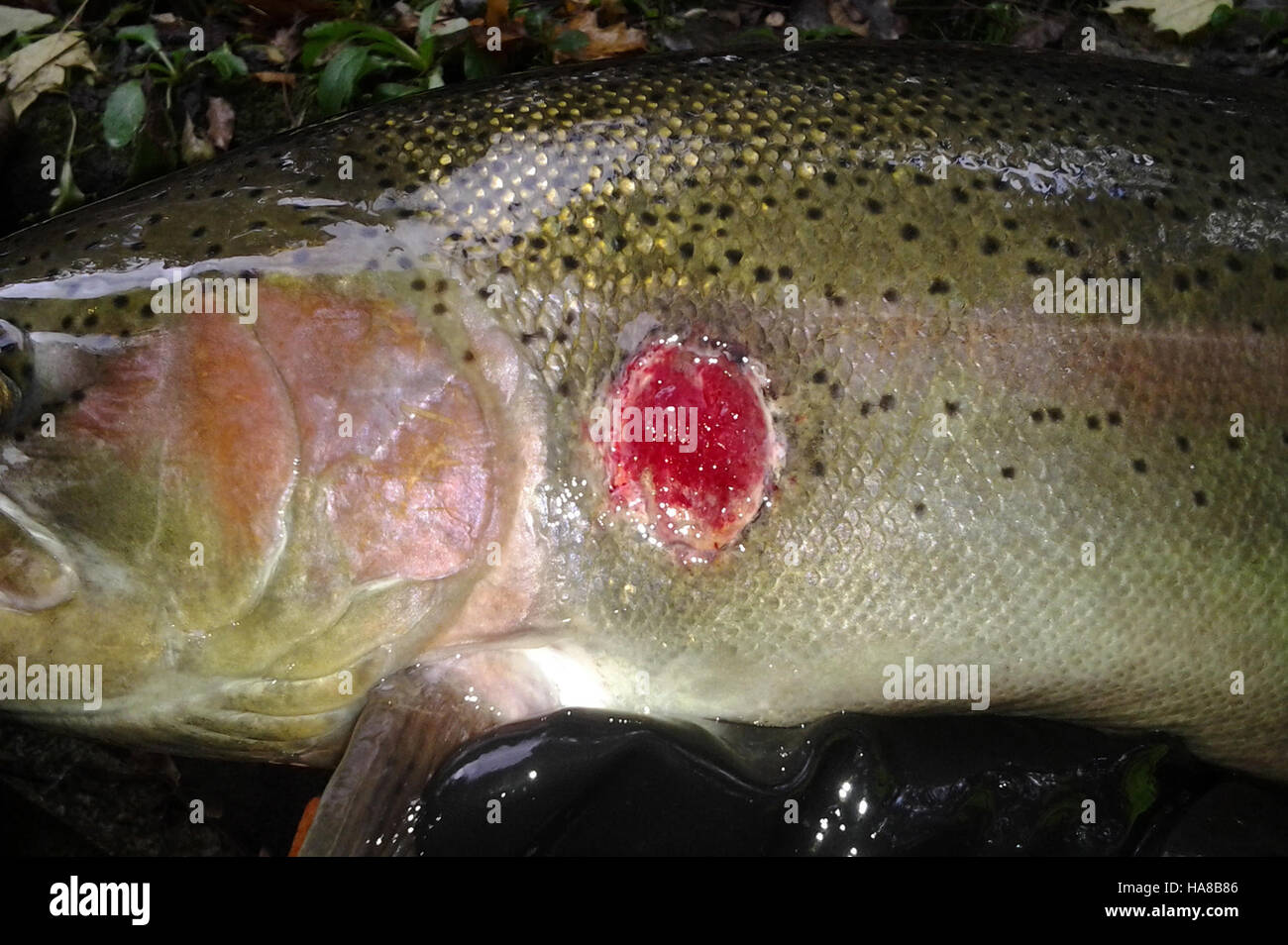 Questa immagine di una testa d'acciaio con una ferita di lampreda di mare mette in evidenza le sfide che le specie ittiche devono affrontare nei parchi nazionali degli Stati Uniti a causa delle specie invasive e del loro impatto sulle popolazioni indigene. Foto Stock
