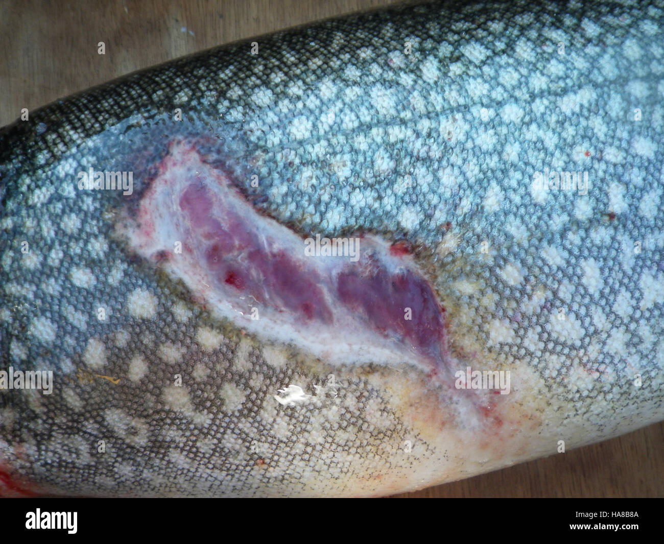 Una trota sul lago Michigan mostra segni di una ferita di lamprea marina, una relazione parassitaria che minaccia le popolazioni ittiche locali. Questa interazione tra le specie influisce sull'equilibrio dell'ecosistema e mette in luce le sfide della gestione della vita acquatica nei parchi nazionali. Foto Stock
