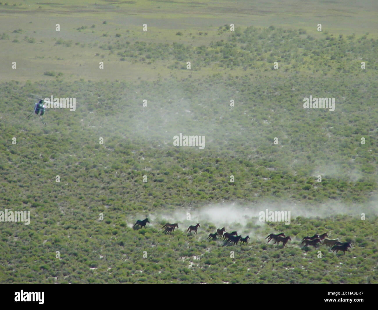 Le operazioni di allevamento di elicotteri nella Triple B del Nevada raccolgono cavalli selvatici per la gestione e il controllo della popolazione. Questa attività mira a garantire la salute dell'ecosistema mantenendo una popolazione faunistica equilibrata. Foto Stock