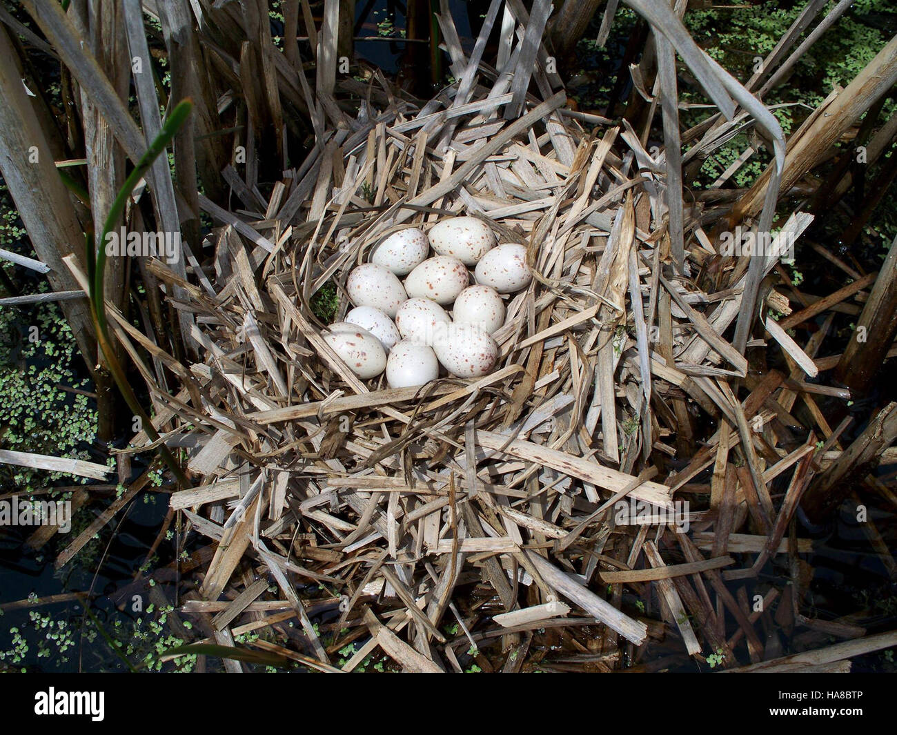 Una foto che mostra un nido di sora in natura, sottolineando l'importanza delle zone umide e della conservazione dell'habitat per le specie di uccelli migratori nei parchi nazionali e nelle aree protette. Foto Stock