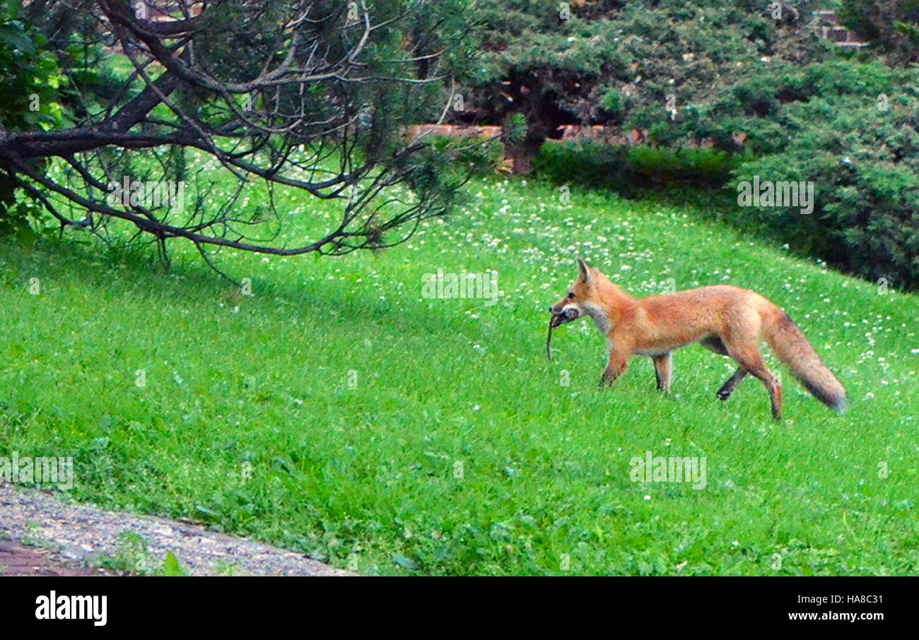 Una volpe rossa è stata avvistata con la sua cena nelle Twin Cities, Minnesota, mostrando la variegata fauna selvatica della regione. Questo momento cattura l'istinto naturale della volpe e mette in evidenza il ruolo dell'area come habitat per varie specie di animali selvatici. Foto Stock