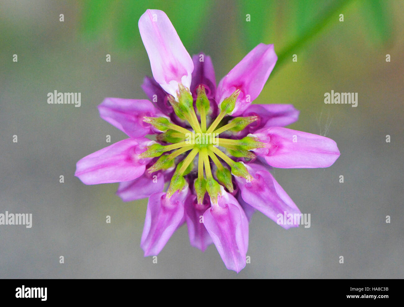 19498818845 usfwsmidwest Crown vetch è un bellissimo ma fiore invasiva. Foto Stock