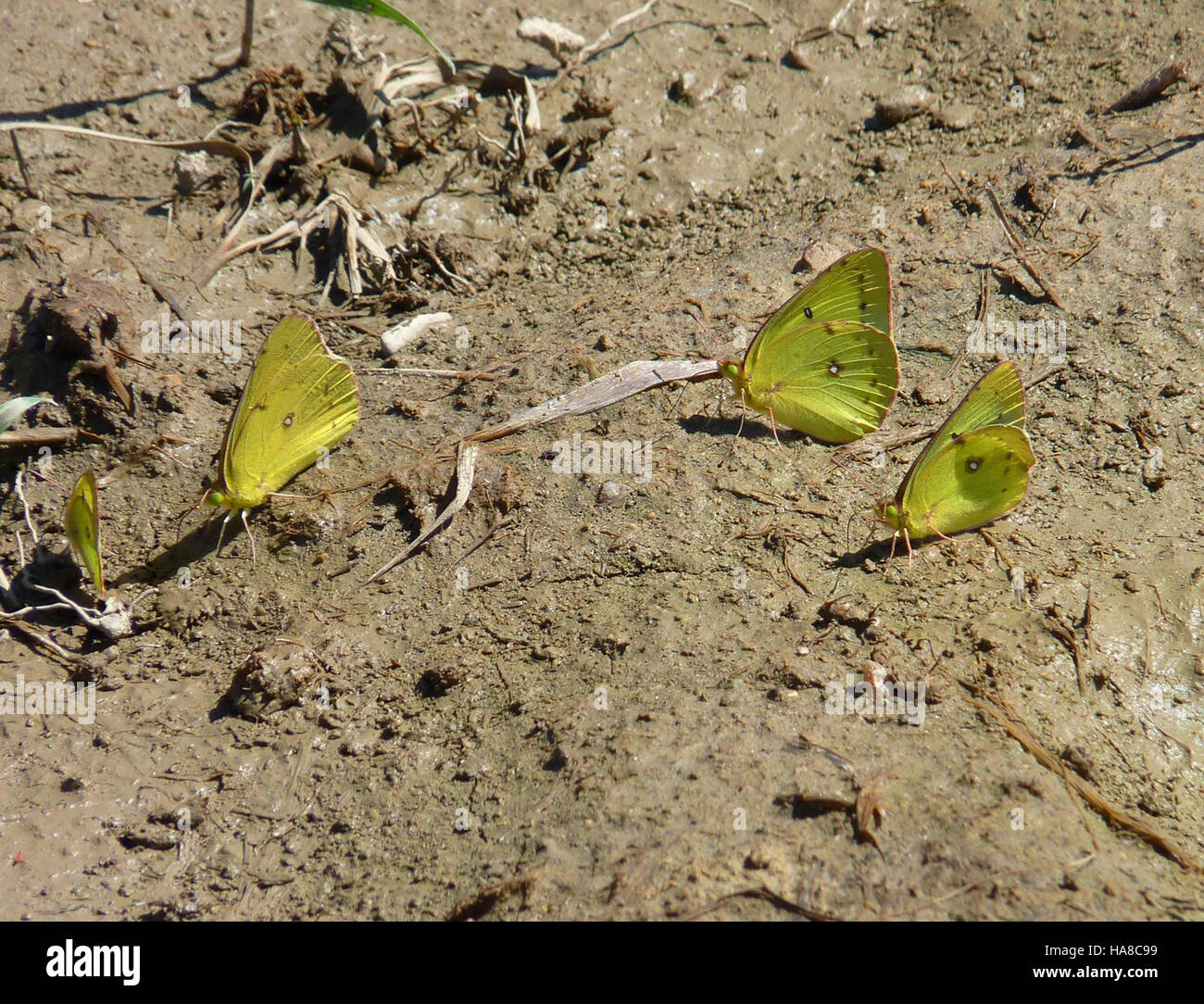 20035556624 usfwsmidwest offuscato farfalle di zolfo Foto Stock