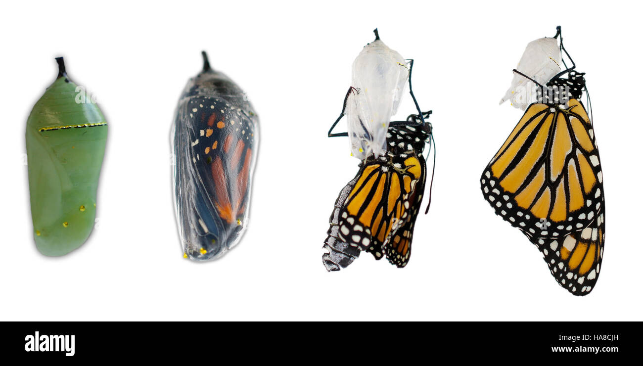 La farfalla Monarch subisce una trasformazione miracolosa in crisalide nei Parchi nazionali dell'Idaho. La trasformazione evidenzia l'importanza della conservazione per gli impollinatori. Foto Stock
