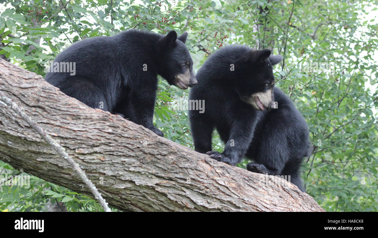 Gli orsi neri sono una visione comune nei parchi nazionali, compresi quelli del Midwest. I programmi di conservazione si concentrano sul mantenimento delle popolazioni di orsi, sulla promozione della coesistenza tra gli orsi e sulla garanzia della salute dell'ecosistema attraverso la gestione della fauna selvatica. Foto Stock