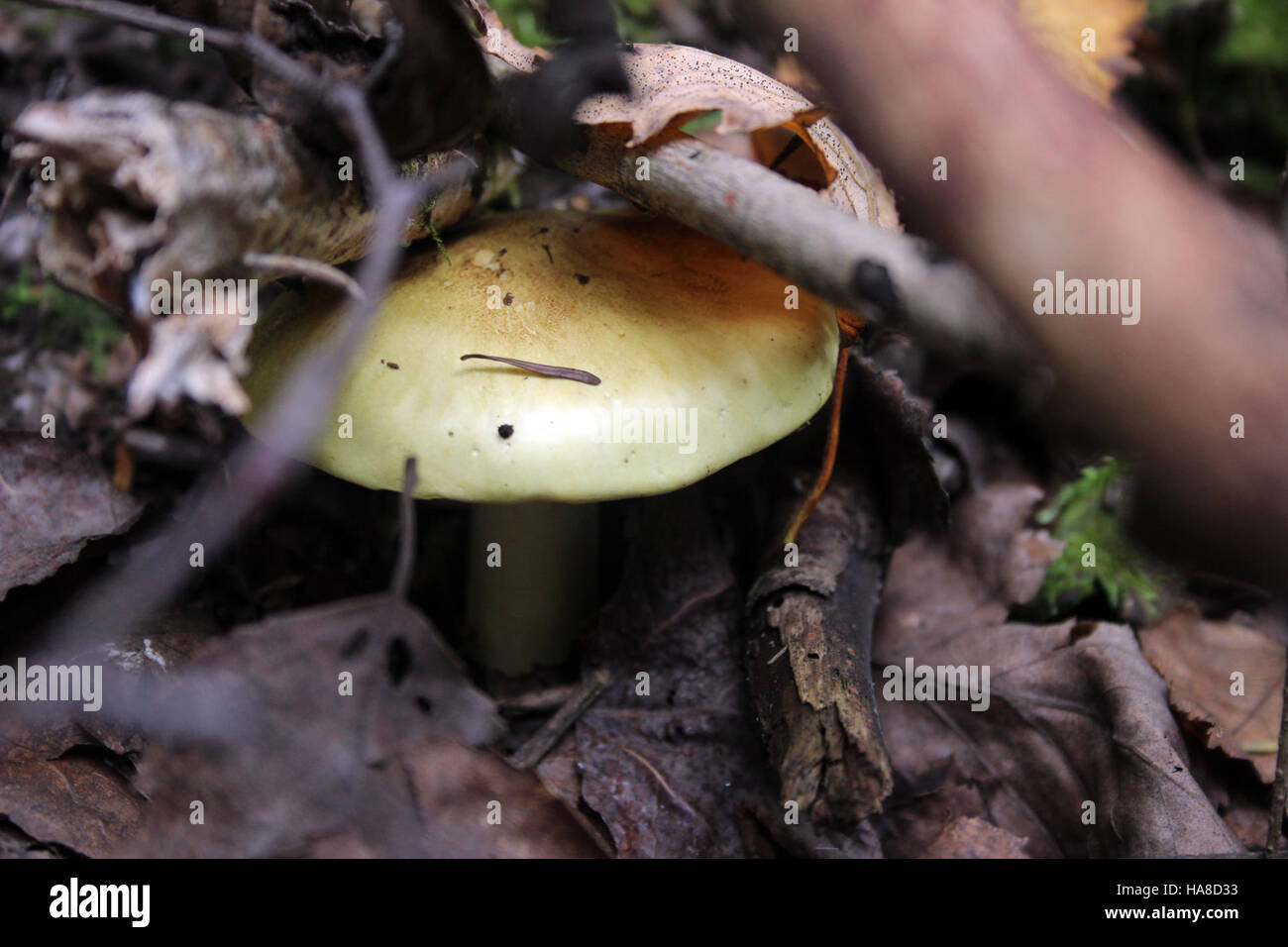 I funghi autunnali sono una caratteristica importante nei parchi nazionali durante i mesi autunnali, contribuendo ai cicli nutrizionali e sostenendo gli ecosistemi locali. Questi funghi svolgono un ruolo vitale negli ecosistemi forestali decomponendo la materia organica. Foto Stock