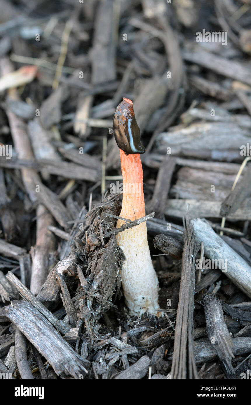 Questa immagine mostra un fungo di corno rosso in un parco nazionale, evidenziando le diverse specie fungine che contribuiscono alla biodiversità del parco e all'equilibrio dell'ecosistema. Foto Stock