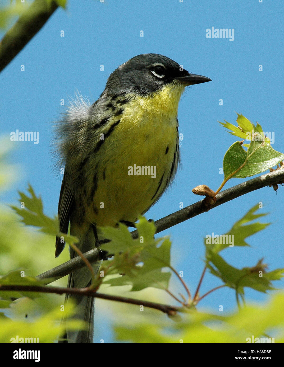 Il Kirtland's Warbler, una specie rara, è al centro degli sforzi di conservazione nei parchi nazionali del Michigan per proteggere il suo habitat e garantire la sua sopravvivenza. Foto Stock