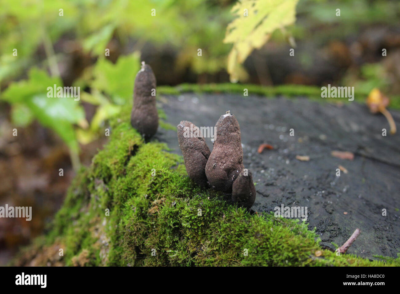 I funghi autunnali nei parchi nazionali mettono in mostra le diverse specie fungine che prosperano in condizioni climatiche più fredde, giocando un ruolo cruciale nella salute dell'ecosistema e nella biodiversità. Foto Stock